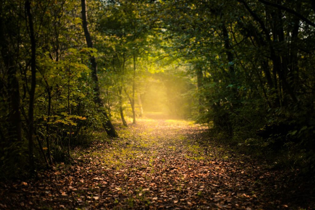 The meaning of Lent - a new path?